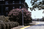 Campus Views (1950) #1